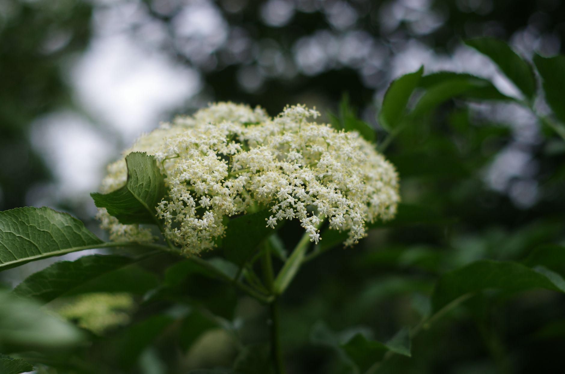 ombelle de fleurs de sureau blanches ouverte au milieu du feuillage