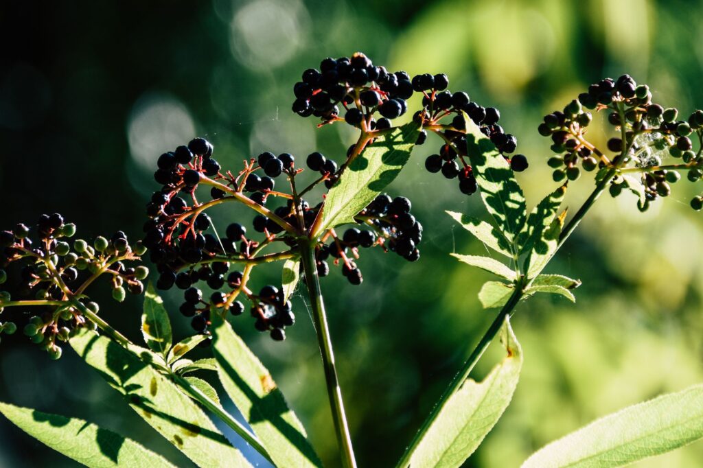grappes de baies de sureau noires mûres sur leur tige rouge