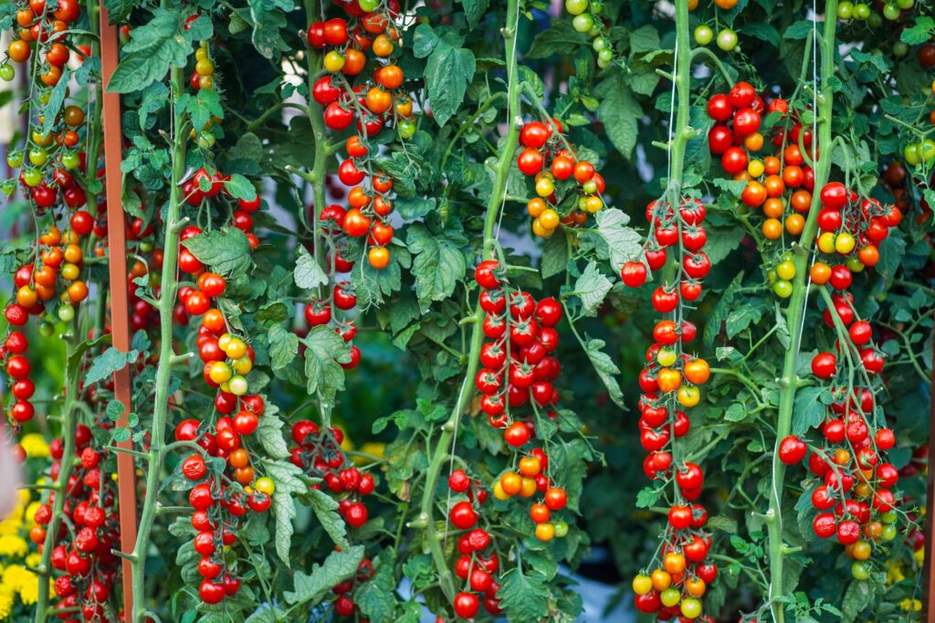 grappes de tomates cerises rouges et jaunes sur des pieds palissés