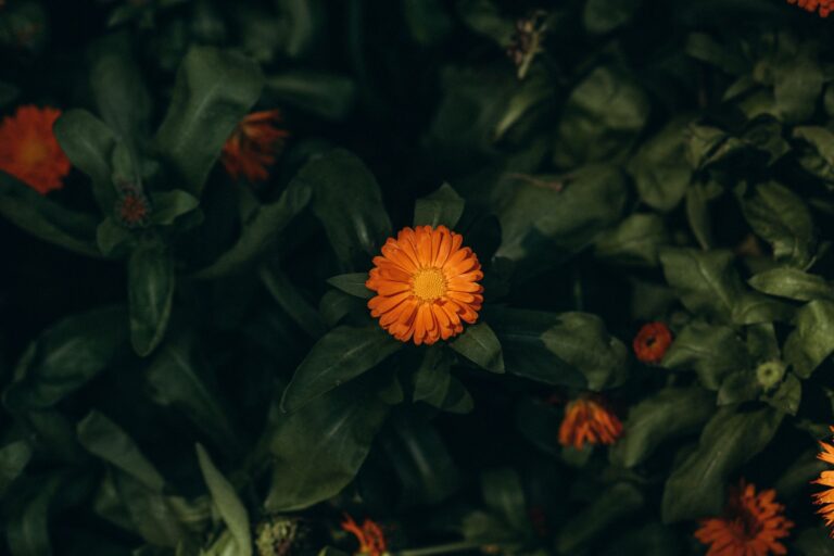 Le souci, cette fleur jaune que je mets partout depuis trois étés