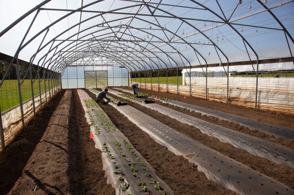 rangs de jeunes plants alignés sous un tunnel de culture