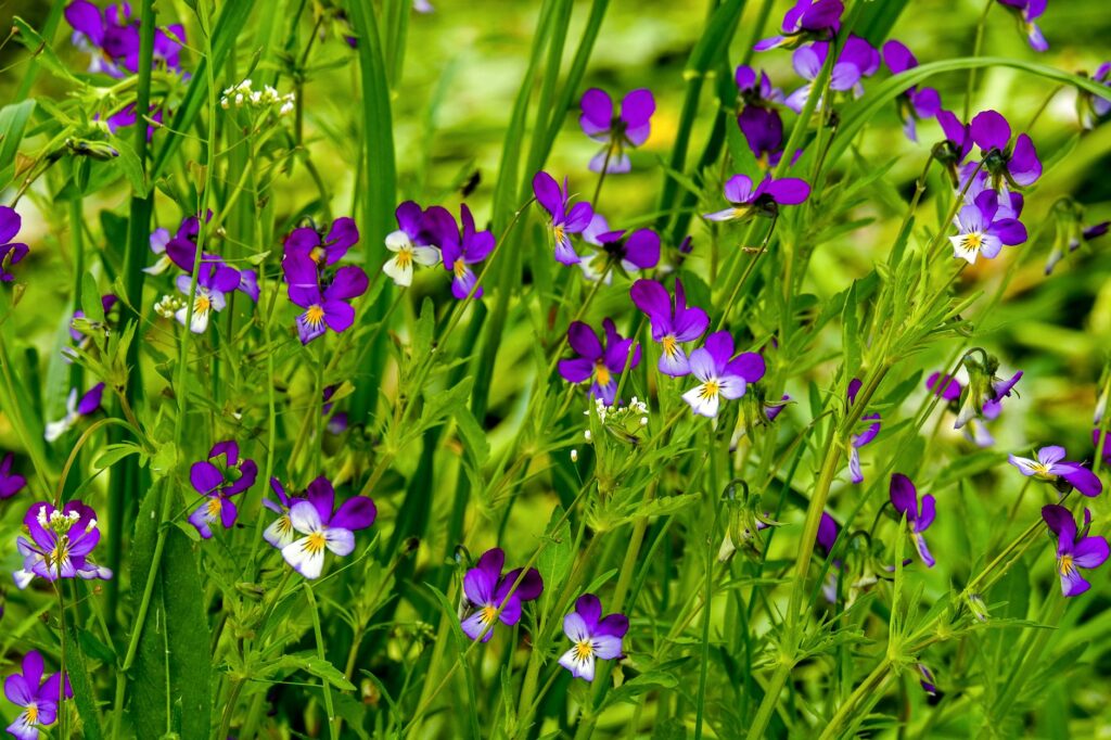violettes sauvages en fleur dans l'herbe au printemps