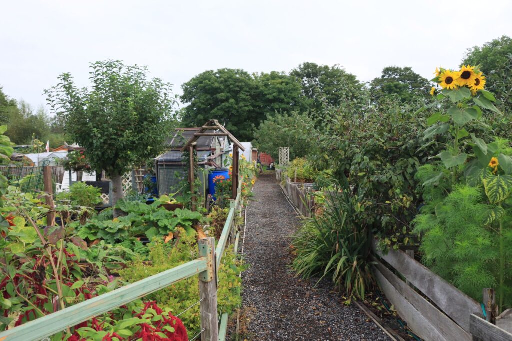 allée étroite entre deux planches de culture dans un jardin collectif