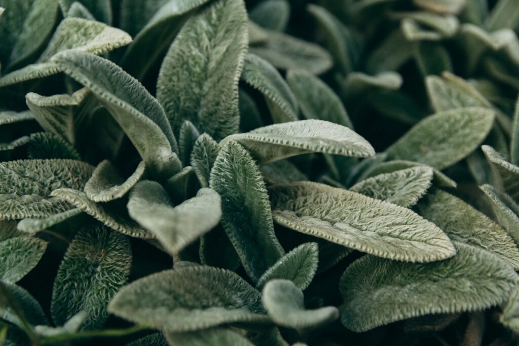 feuilles duveteuses gris-vert d'une plante de bordure en touffe