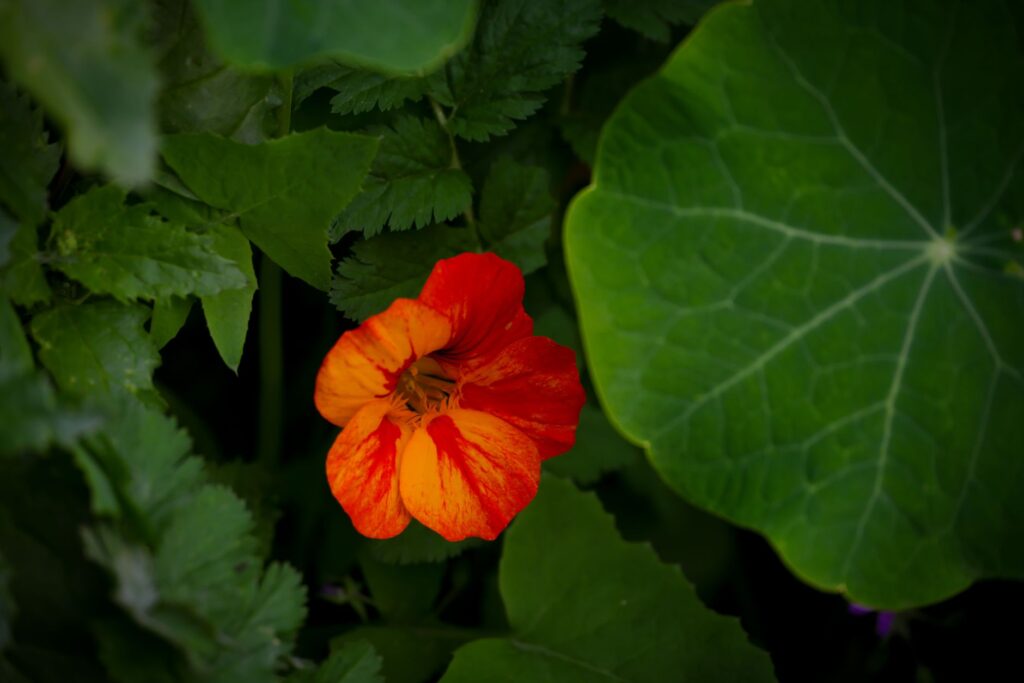 capucine orange ouverte au milieu de larges feuilles rondes